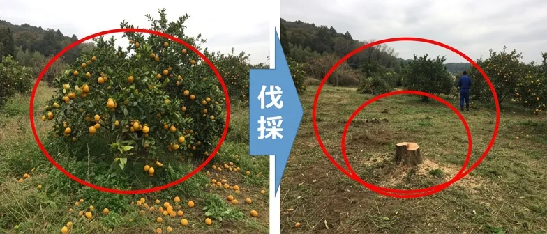 放任果樹の除去イメージ